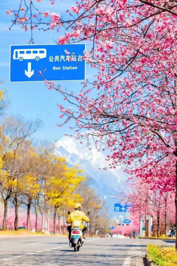 春假联动清明小长假，“赏花经济”迎来爆发