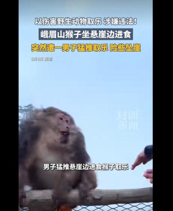 男子推峨眉山猴险致坠崖 景区:正调查 网友谴责漠视生命
