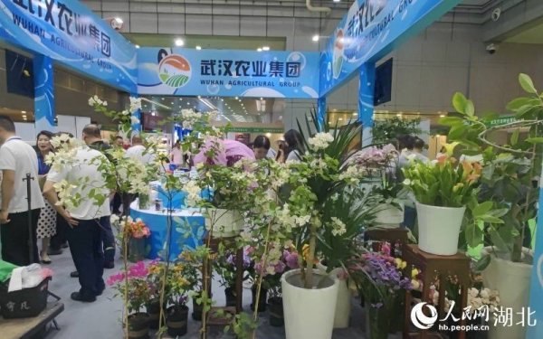 武汉农博会：阳台农业从“新鲜事”走向“新业态”