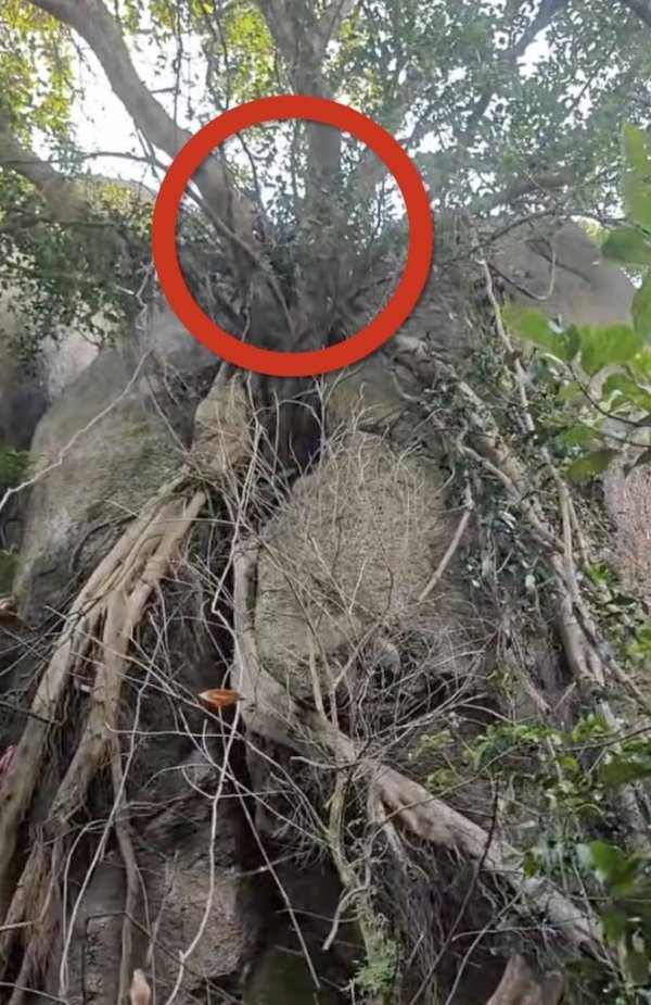 深圳男子独自爬野山不慎坠崖，挂树上近三小时被市民发现，救援队员讲述营救过程